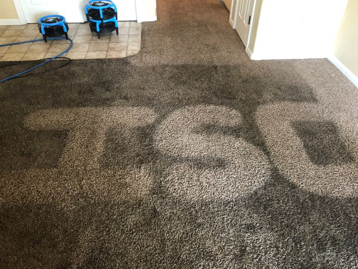 5 Reasons You Should Have Your Carpets Professionally Cleaned