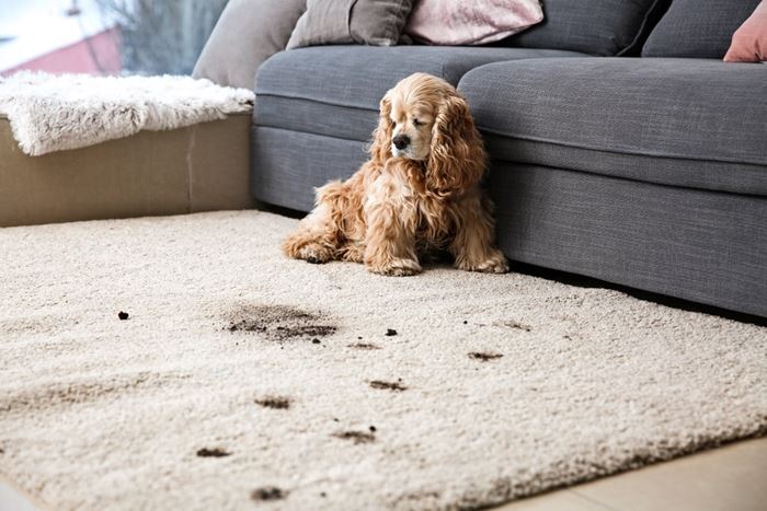 How To Clean Carpet Spills As Soon As They Happen