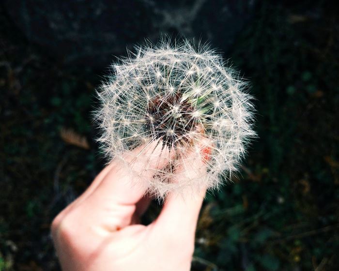 The Role of Professional Carpet Cleaning in Allergy Management